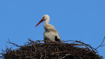 Bild: Hans Lenk
Storch Horsti ist zurück in Friedenfels.