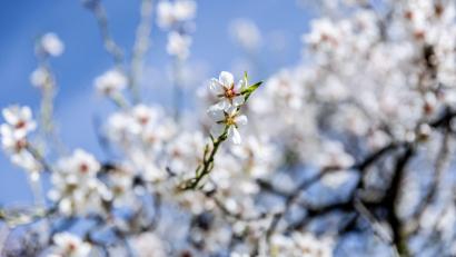Bild: Ricardo Rubio/EUROPA PRESS/dpa
Mandelblüte in Spanien