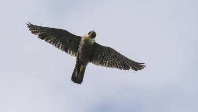 Bild: Patrick Pleul/dpa-Zentralbild/dpa
Nachwuchs für die Nürnberger Wanderfalken: Das erste Ei des Jahres wurde am Dienstag gelegt. (Symbolbild)