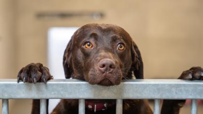 Bild: Franka Eichl
Einer der drei Labradore, die bisher noch nicht vermittelt werden konnten. Die Hunde wurden Anfang des Jahres unterernährt ins Weidener Tierheim gebracht.
