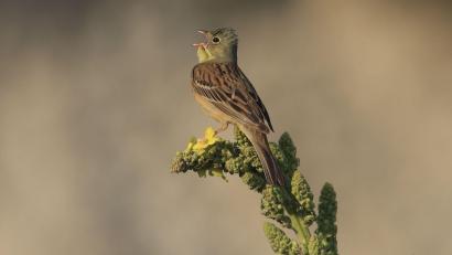 Bild: Heinz Tuschl/LBV/dpa
Ende April kehren die Bodenbrüter mit dem olivgrünen Kopf aus ihren Winterquartieren in Afrika nach Bayern zurück. (Handout)