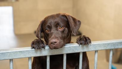 Bild: Franka Eichl
Labradorhündin „Roxy“ schaut über das halbhohe Gitter und wartet darauf, von ihren neuen Besitzern abgeholt zu werden. Sie ist eine von dreien, die bisher noch nicht vermittelt werden konnten.