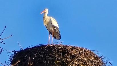 Bild: gz
Der Storch hat vom Horst aus den besten Blick auf seine Sommerresidenz in Eslarn.