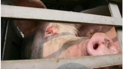 Bild: Peter Steffen/dpa
25 Schweine kamen bei dem Unfall ums Leben. (Symbolbild)