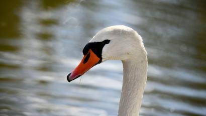 Symbolbild: Frank May/dpa
Im Landkreis Schwandorf gibt es neue Fälle der Vogelgrippe – wieder sind Schwäne betroffen.