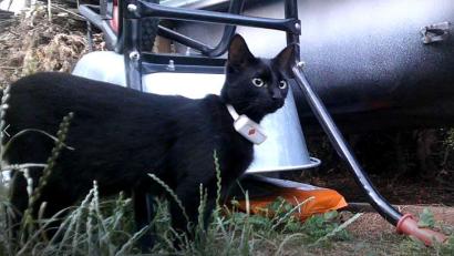 Bild: Dorothee Schohe
Kater "Arthas" ist ein neugieriges Kerlchen. Im August 2025 kletterte er im unterfränkischen Hösbach in einen bulgarischen Transporter. Seine Besitzerin vermutet, dass er in der Oberpfalz gelandet sein könnte.