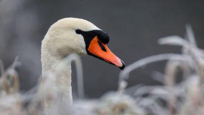 Symbolbild: Thomas Warnack/dpa
Der Schwan kam nach dem Unfall in Teublitz in eine Vogelschutzstation.