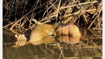 Bild: -/Polizei Südhessen/dpa
Glücklicherweise stellte sich der Fund schnelle als Spielzeugpuppe und nicht als Kinderleiche heraus.