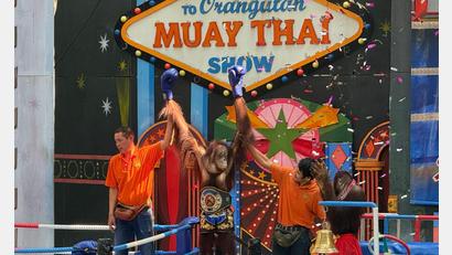 Bild: Carola Frentzen/dpa
Orang-Utans boxen in einem Freizeitpark nahe Bangkok.