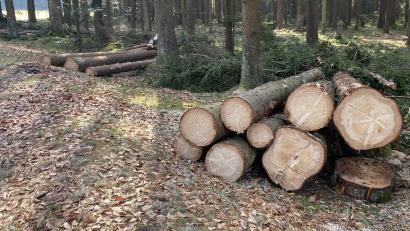 Bild: Josef Glas
Die ertragreiche Holzernte im Körperschaftswald bringt einen Überschuss.