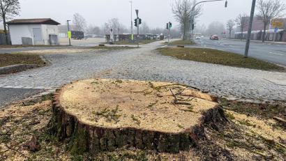 Bild: Stephan Huber
An der Werner-von-Siemens-Straße in Amberg wurden aufgrund der Westumgehung Kümmersbruck Bäume gefällt.