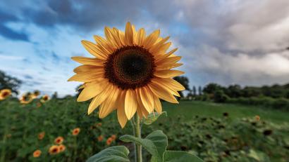 Symbolbild: Markus Scholz/dpa
Sonne über der Oberpfalz – milde Märztage und leichter Dunst durch Saharastaub prägen das Wetter.