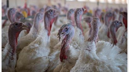 Bild: Philip Dulian/dpa
Puten im Stall eines Mastbetriebs. (Symbolbild)