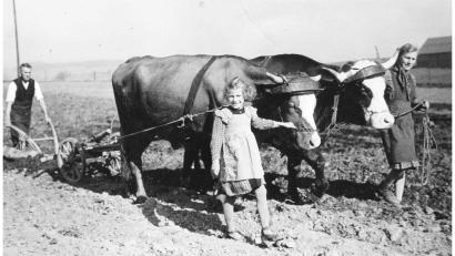 Archivbild: Martin Schreyer / Amt für Ernährung, Landwirtschaft und Forsten Tirschenreuth-Weiden
So war es früher: Mutter, Tante und Großvater von AELF-Pflanzenbauberater Martin Schreyer pflügen mit ihren Ochsen das Feld.