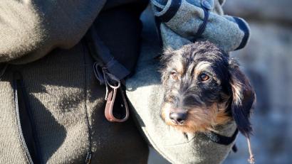 Symbolbild: Roland Weihrauch/dpa
Zwei Spaziergänger entdeckten einen entlaufenen Rauhaardackel im Wald im Raum Waldsassen. Sie brachten das frierende Tier zur Polizei.