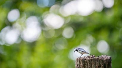 Bild: Lino Mirgeler/dpa
Die Bachstelze gehört zu den ersten Rückkehrern unter den Zugvögeln. (Archivbild)