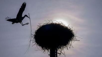 Bild: Pia Bayer/dpa
Die Silhouette eines Storchs zeichnet sich im Gegenlicht der Sonne ab, während er mit einem Zweig im Schnabel auf seinem Horst in Untermerzbach landet.