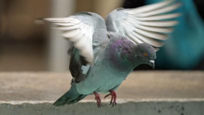 Bild: Malin Wunderlich/dpa
Mindestens 15 Tauben mussten gerettet werden. (Symbolbild)