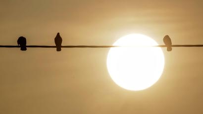 Bild: Thomas Warnack/dpa
Bodennahe Winde haben den Staub in Afrika aufgewirbelt, dann wird der nach Europa transportiert.