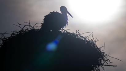 Bild: Pia Bayer/dpa
Laut Deutschem Wetterdienst soll es in Bayern am Sonntag und auch zu Wochenbeginn mit frühlingshaftem Wetter weitergehen.