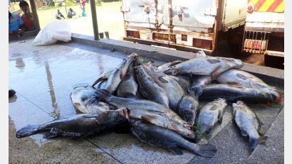 Bild: picture alliance / dpa
Mittelgroße Nilbarsche aus dem Viktoriasee. (Archivbild)