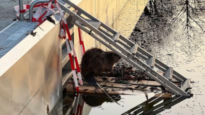 Bild: -/Berufsfeuerwehr München/dpa
Weil der Biber nicht mehr aus dem halb gefüllten Schwimmbecken herauskam, baute ihm die Feuerwehr eine Rampe.