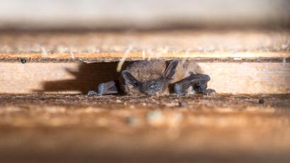 Bild: Martin Hertel
Fledermäuse verbringen den Tag in einem Spaltenkasten