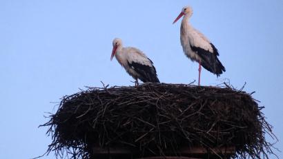 Bild: gis
"Bernhard" und "Bianca" sind wieder nach Mehlmeisel zurückgekehrt.