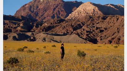 Bild: John Locher/AP/dpa
Für Auge und Nase eine Wohltat: Das sonst so trockene und heiße Death Valley im Westen der USA schimmert derzeit in den Farben verschiedener Wildblüten.