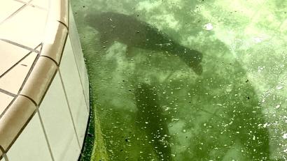 Bild: Völkl
Wer hat sie hier eingesetzt? Im grünlichen Wasser des wärmeren Halleneinstiegs ins Erlebnisbeckens halten sich die beiden zwei Karpfen bevorzugt auf.