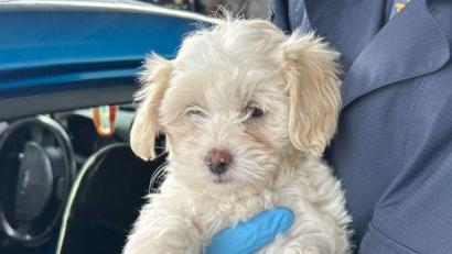 Bild: Grenzpolizeiinspektion Selb
Die Grenzpolizei Selb stoppt einen illegalen Welpentransport bei Wildenau. Nach Rücksprache mit dem Veterinäramt des Landratsamts Wunsiedel wurden die Malteserwelpen sichergestellt und in ein Tierheim gebracht.