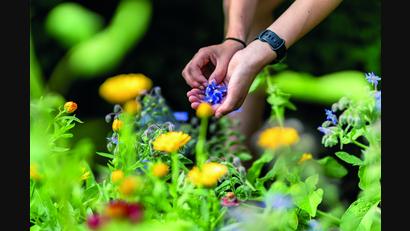 Bild: Tanja Schedl
Mehr als ein Kräuterbuch ist die Neuerscheinung "Faszination Wildkräuter" aus dem Kloster Waldsassen.