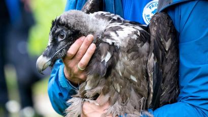 Bild: Sven Hoppe/dpa
Als Recka ausgewildert wurde, war sie noch klein und konnte nicht fliegen. Jetzt hat sie schon einen Partner. (Archivbild)