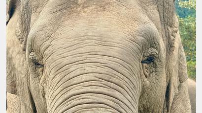 Bild: Carola Frentzen/dpa
Anwohner vermuten, der Elefant könnte „einen Geschmack für menschliche Nahrung entwickelt“ haben. (Archivbild)