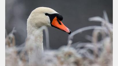 Bild: Thomas Warnack/dpa
In Weißdorf wurde ein Schwan mutmaßlich mit einer Steinschleuder beschossen und verletzt. Ein Tierarzt musste das Projektil entfernen. (Symbolbild)