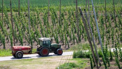 Bild: Sven Hoppe/dpa
Auf Hopfenfeldern werden für die Pflanzen sogenannte Aufleitdrähte gespannt. (Symbolbild)