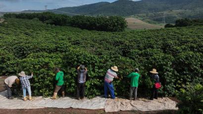 Bild: Andre Penner/AP/dpa
Heftiger Starkregen bedroht laut einer Studie zunehmend die Kaffeeproduktion im weltweit größten Anbauland Brasilien. (Archivbild)