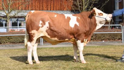 Bild: RZO/Steiner
Das ist der beste „Suzuka“-Sohn der Halbgeschwistergruppe.