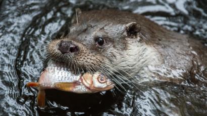 Symbolbild: Silas Stein/dpa
Der Fischotter ist momentan das größte Ärgernis für die Teichwirte. Sie fordern eine "kontrollierte Hege" des Tieres. Welche Auswirkungen eingezäunte Teiche auf die Artenvielfalt in der Natur haben, untersucht derzeit die Landesanstalt für Landwirtschaft in einem Monitoring an mehreren Standorten.