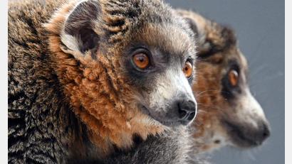Bild: Federico Gambarini/dpa
Diese zwei Mongozmaki-Männchen sollen jetzt im Kölner Zoo für Nachwuchs bei der vom Aussterben bedrohten Primatenart sorgen.