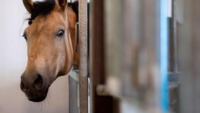 Symbolbild: Sven Hoppe/dpa
Ein Pferd schaut aus einer Box (Symbolbild). Zwei Geschwister sind vom Schwandorfer Jugendgericht zu Geldstrafen verurteilt worden, weil sie sich nicht ausreichend um 29 Pferde gekümmert haben.