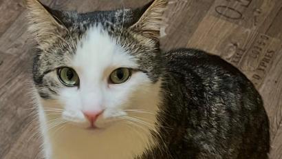 Bild: Monika Hager
Kater Teno ist seit dem 23. März verschwunden. Es ist bereits die dritte Katze von Monika Hager, von der jede Spur fehlt.