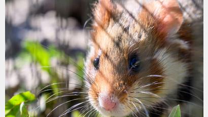 Bild: Hendrik Schmidt/dpa
In Shenzhen sollen Hamster in einem Spielautomaten feilgeboten worden sein. (Archivbild)