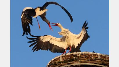 Bild: Diana Motz
"Leonie" will erobert sein und faucht "Leo" an. Doch nicht lange, dann sind sie ein Paar.