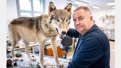 Bild: Fabian Sommer/dpa
Tierpräparator Christian Blumenstein mit Wölfin „Bella“.