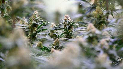 Bild: Hendrik Schmidt/dpa
Die Bundesregierung will dem Missbrauch von medizinischem Cannabis entgegenwirken.