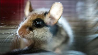 Bild: Alexander Heinl/dpa/dpa-tmn
2023 wurde der Gartenschläfer von den Spenderinnen und Spendern der Deutschen Wildtierstiftung zum Tier des Jahres gewählt. (Archivbild)