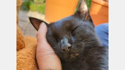 Bild: Dorothee Schohe
"Arthas" liebt es zu kuscheln.