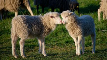 Bild: Henning Kaiser/dpa
Zwei kleine Lämmer stehen bei Sonnenschein auf einer Wiese in Köln.