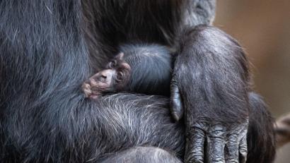 Symbolbild: Friso Gentsch/dpa
Ein Schimpansenbaby wie dieses wurde auch im Tierpark Hellabrunn geboren.